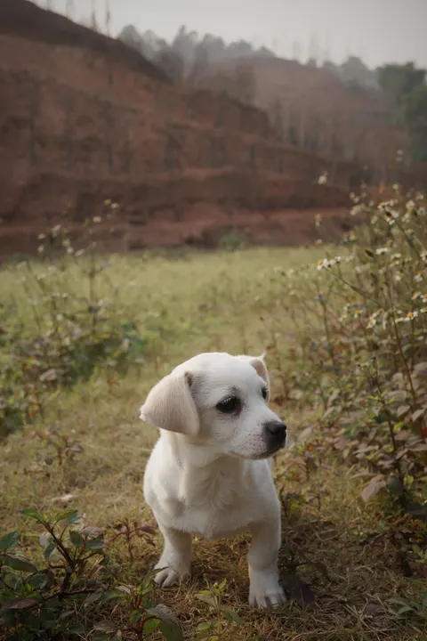 Puppy Phone Wallpaper · pets · 1440×2160