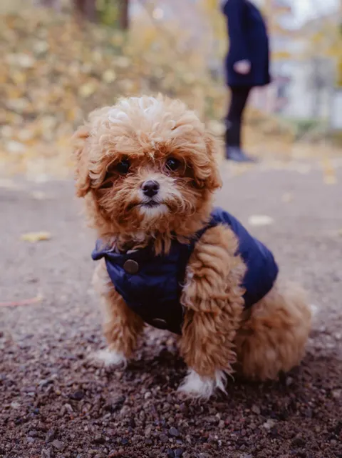 Puppy Phone Wallpaper · pets · 1440×1920