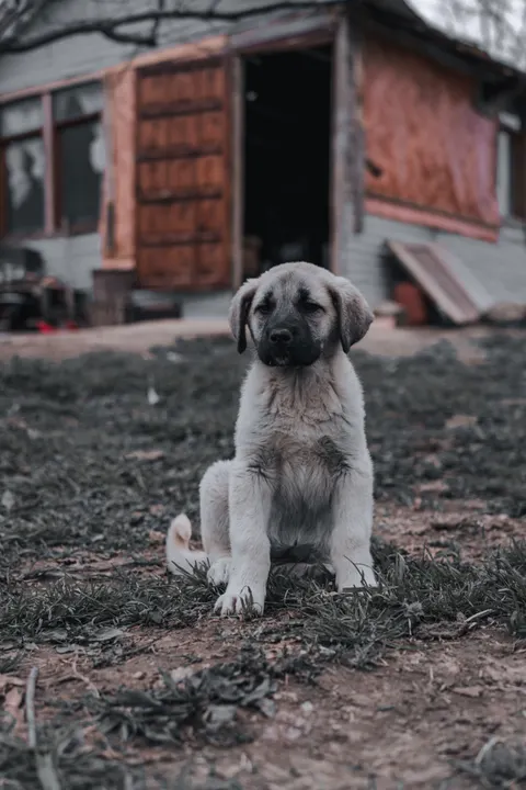 子犬 スマホ壁紙 · pets · 1440×2159
