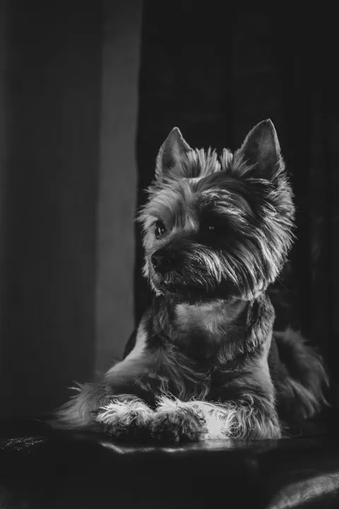 Puppy Phone Wallpaper · pets · 1440×2160