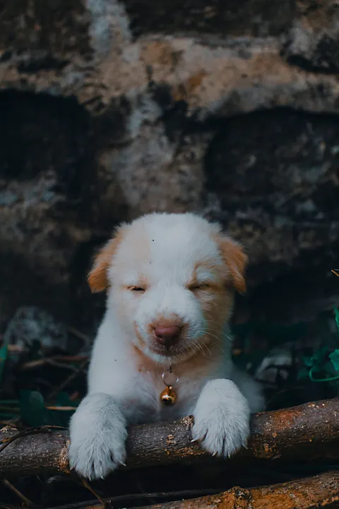 Puppy Phone Wallpaper · pets · 1440×2160