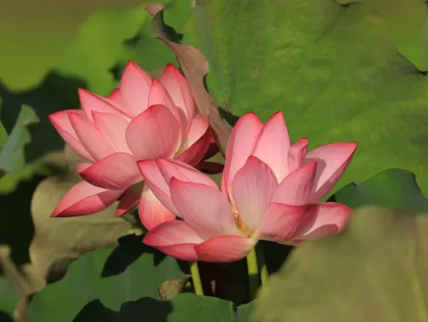 कमल 4K वॉलपेपर · flowers · 3840×2892