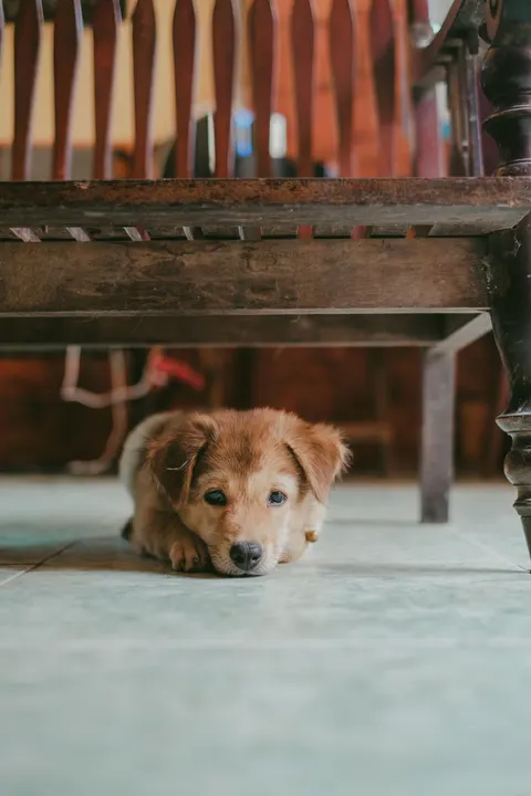 Puppy Phone Wallpaper · pets · 1440×2160