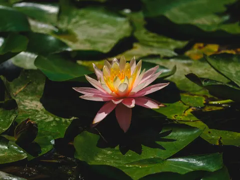 Sfondo Fiore di loto 4K · flowers · 3840×2880