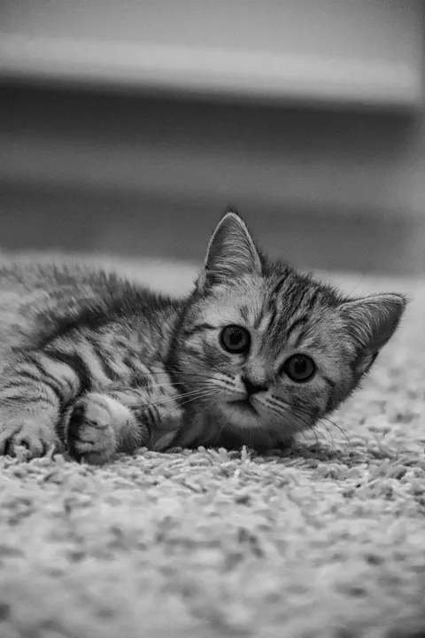 小猫 手机壁纸 · pets · 1440×2160