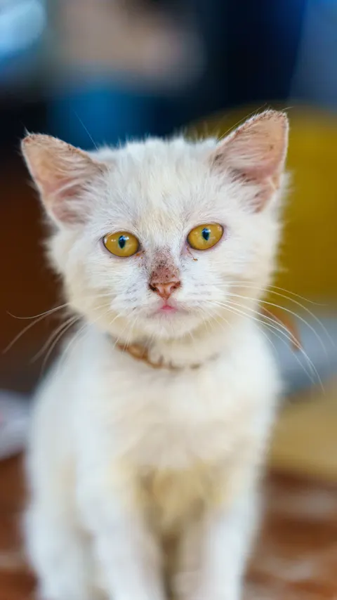 Kitten Telefoon Achtergrond · pets · 1440×2561