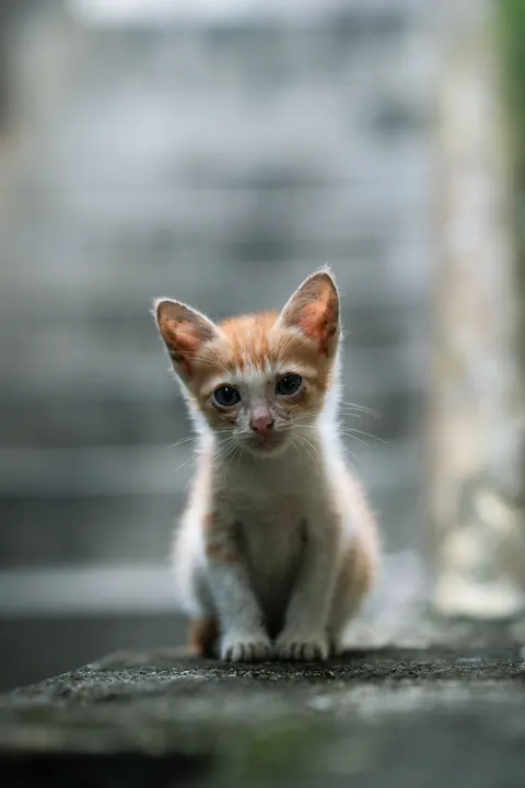 Kätzchen Handy-Hintergrundbild · pets · 1440×2160