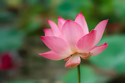 Lotus 4K Wallpaper · flowers · 3840×2561