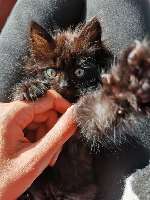 Kitten Phone Wallpaper · pets · 1440×1920