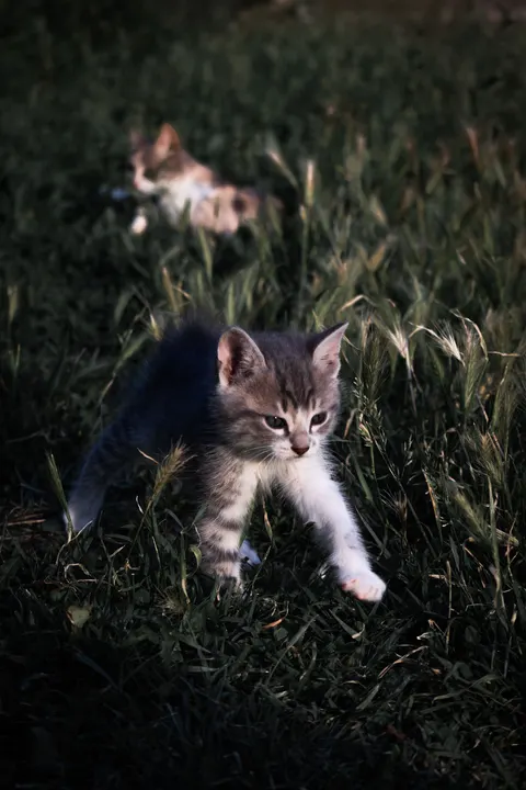 Kitten Phone Wallpaper · pets · 1440×2160