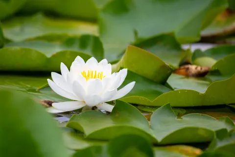 कमल 4K वॉलपेपर · flowers · 3840×2560