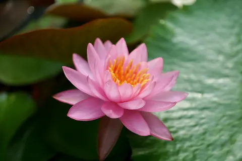 Lotus 4K Wallpaper · flowers · 3840×2560
