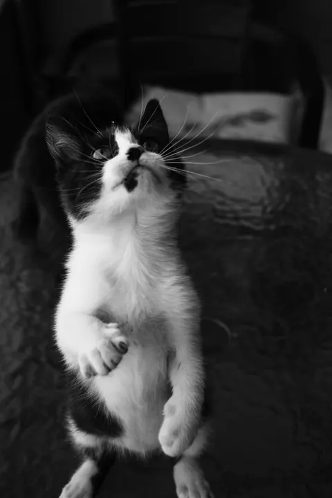 Fondo de Pantalla para Móvil Gatito · pets · 1440×2160