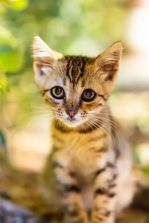 Котёнок обои для телефона · pets · 1440×2160