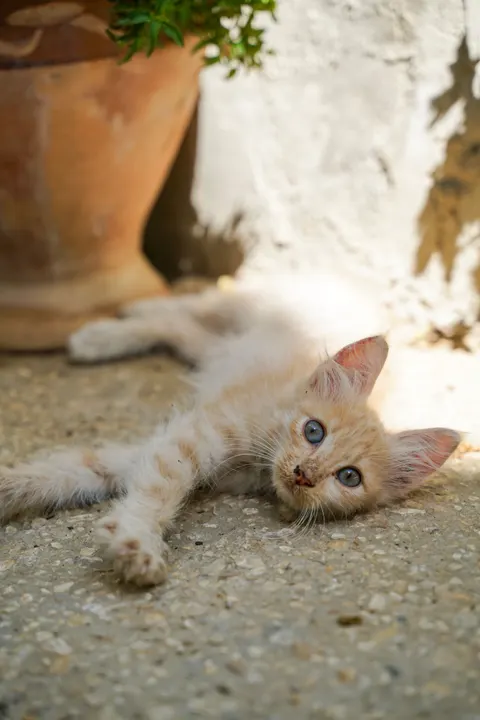 小猫 手机壁纸 · pets · 1440×2159