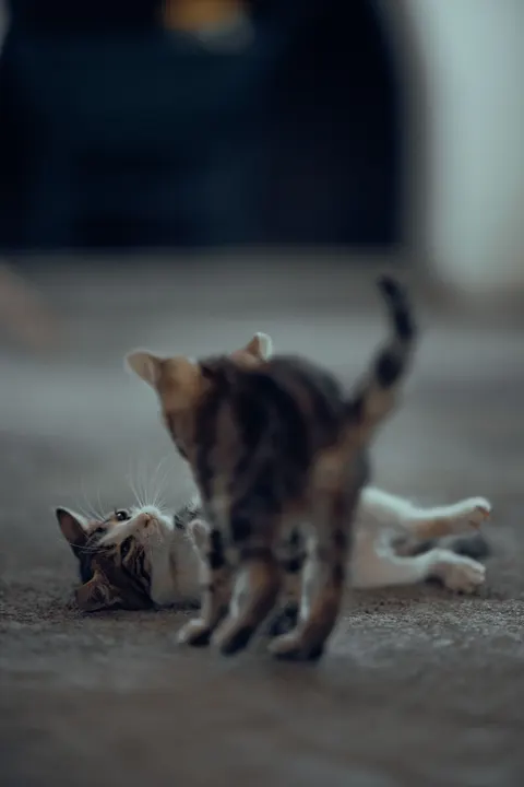 Kitten Phone Wallpaper · pets · 1440×2160
