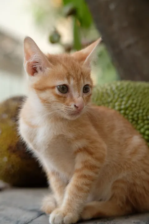 Kitten Phone Wallpaper · pets · 1440×2160