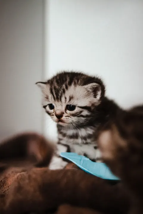 아기 고양이 휴대폰 배경화면 · pets · 1440×2160