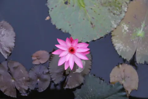 Lotus 4K Wallpaper · flowers · 3840×2560