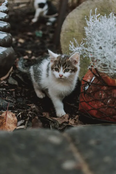 Kitten Phone Wallpaper · pets · 1440×2160