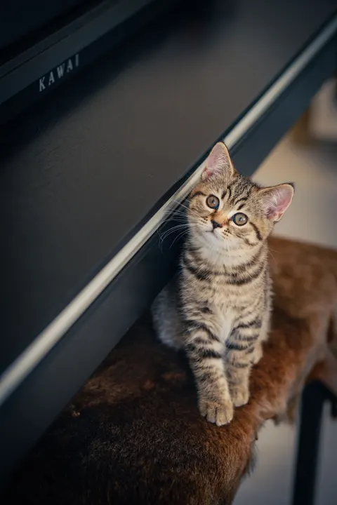 बिल्ली का बच्चा मोबाइल वॉलपेपर · pets · 1440×2160