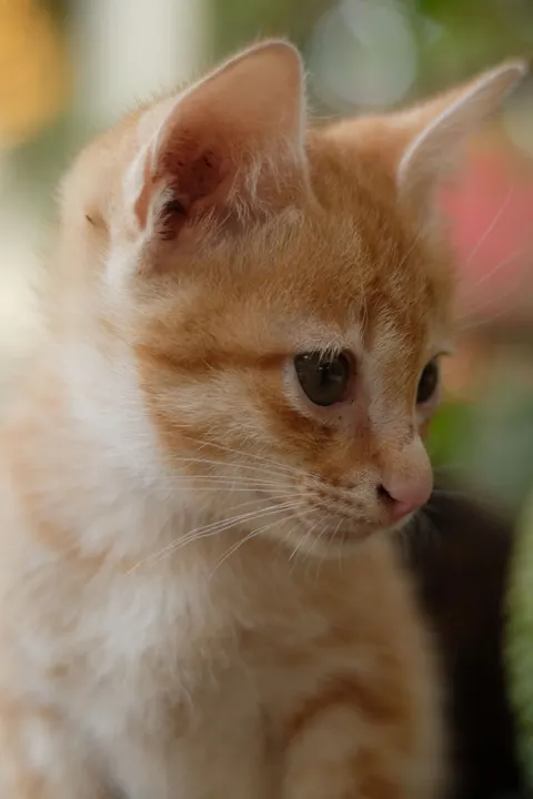 Kitten Phone Wallpaper · pets · 1440×2160