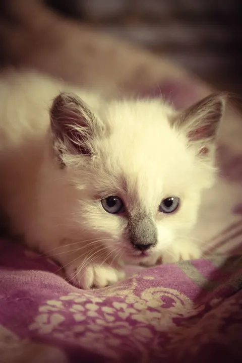 Kitten Phone Wallpaper · pets · 1440×2160