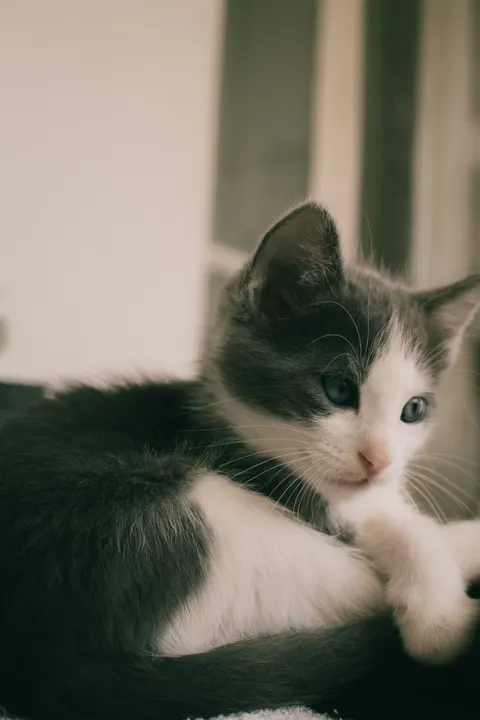 Kitten Phone Wallpaper · pets · 1440×2160