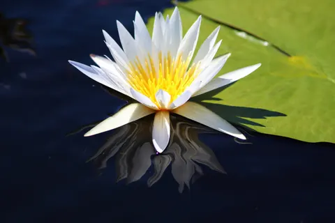 Lotus 4K Hintergrundbild · flowers · 3840×2560