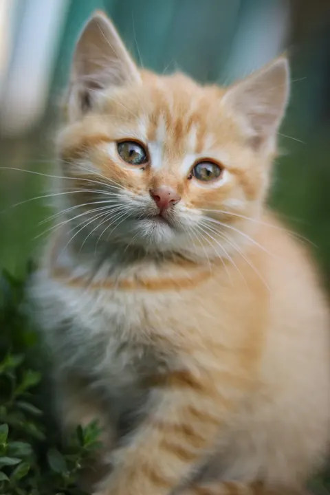 Kitten Phone Wallpaper · pets · 1440×2160