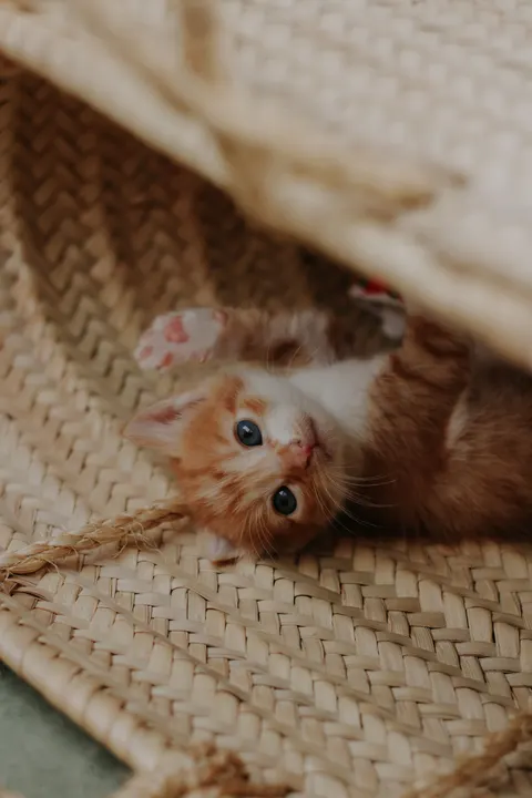 Kitten Phone Wallpaper · pets · 1440×2160