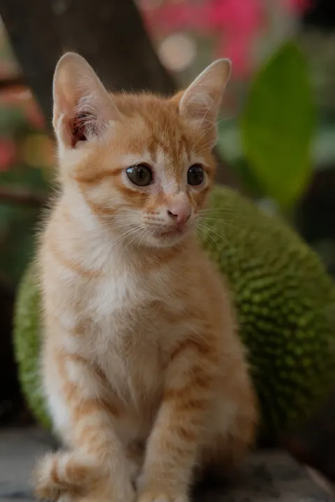 Kedi Yavrusu Telefon Duvar Kağıdı · pets · 1440×2160