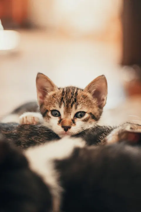 Kitten Phone Wallpaper · pets · 1440×2160