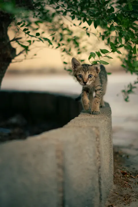 Kitten Phone Wallpaper · pets · 1440×2160