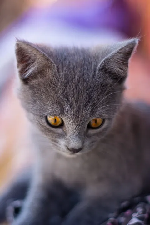 Kitten Phone Wallpaper · pets · 1440×2160