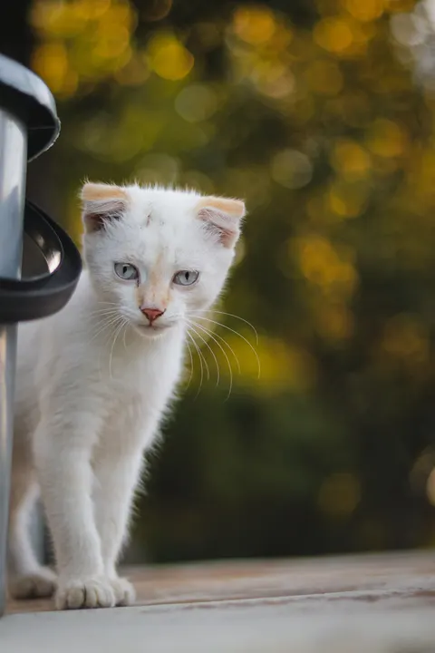 Kitten Phone Wallpaper · pets · 1440×2160