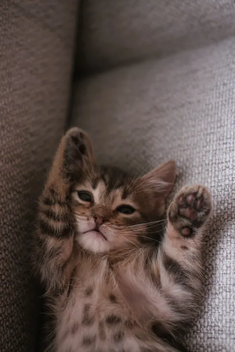 Kitten Phone Wallpaper · pets · 1440×2160