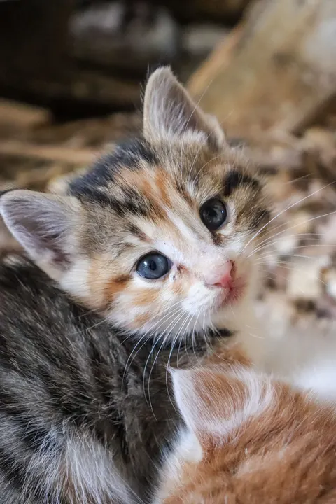 Kitten Phone Wallpaper · pets · 1440×2160