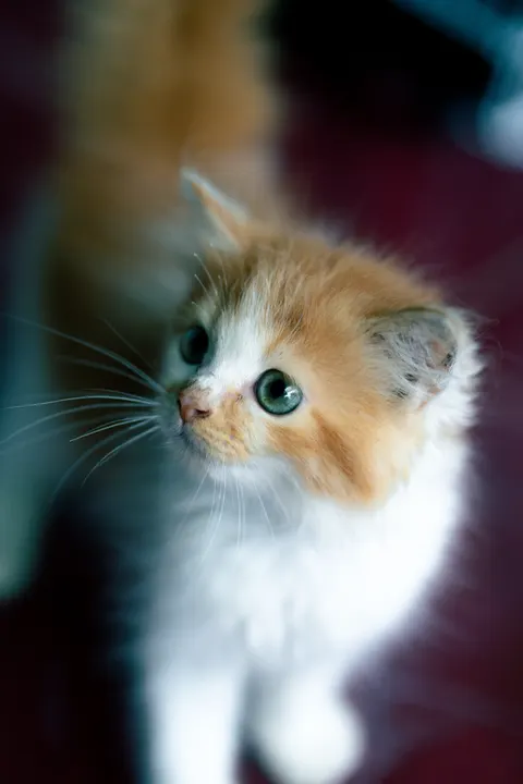 Kitten Phone Wallpaper · pets · 1440×2160