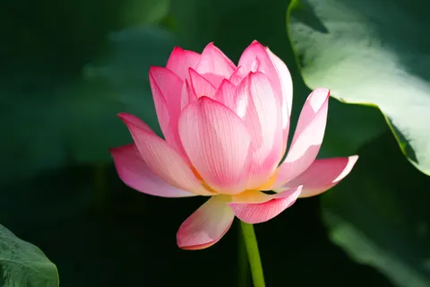 Lotus 4K Wallpaper · flowers · 3840×2560