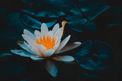 خلفية لوتس بدقة 4K · flowers · 3840×2560