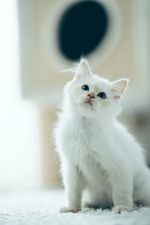 Kitten Phone Wallpaper · pets · 1440×2160