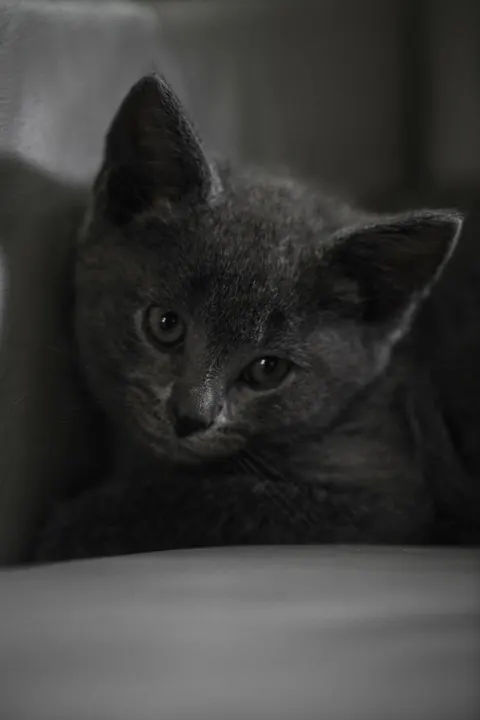 Kociątko Tapeta na Telefon · pets · 1440×2160