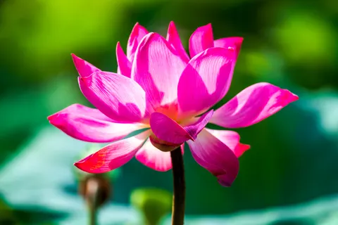 Lotus 4K Wallpaper · flowers · 3840×2563