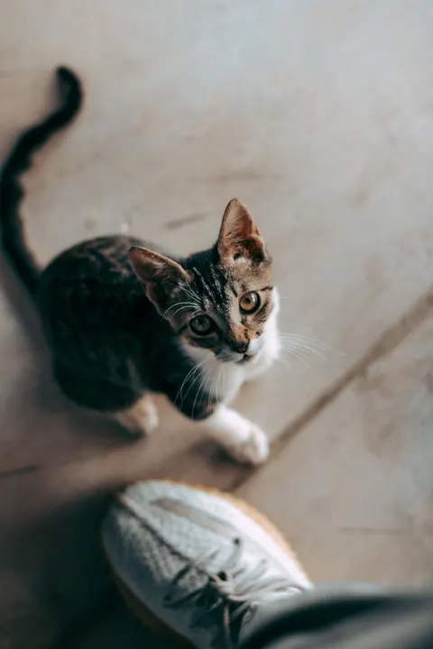 Kitten Phone Wallpaper · pets · 1440×2160
