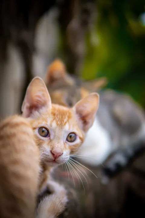 Kitten Phone Wallpaper · pets · 1440×2160