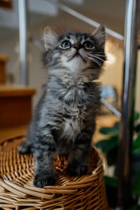 هرة صغيرة خلفية للجوال · pets · 1440×2160