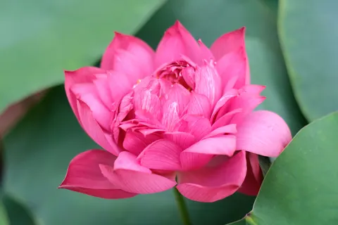 Tapeta Lotos 4K · flowers · 3840×2560