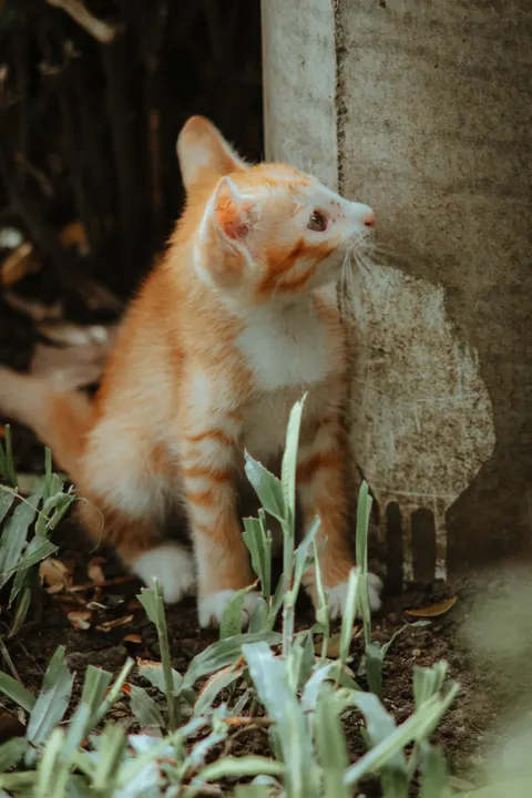 Kitten Phone Wallpaper · pets · 1440×2160