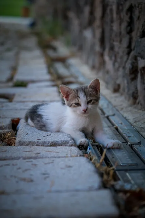 Kitten Phone Wallpaper · pets · 1440×2160